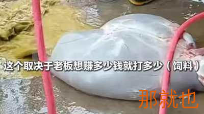 强行灌食增重，撑死的羊公开售卖，当地通报：已展开调查！